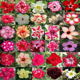 10 Thai Mixed 3 Adenium obesum Double layer (Desert Rose) Bonsai Seeds Fresh Flower New Seeds (Original Thai Seeds)